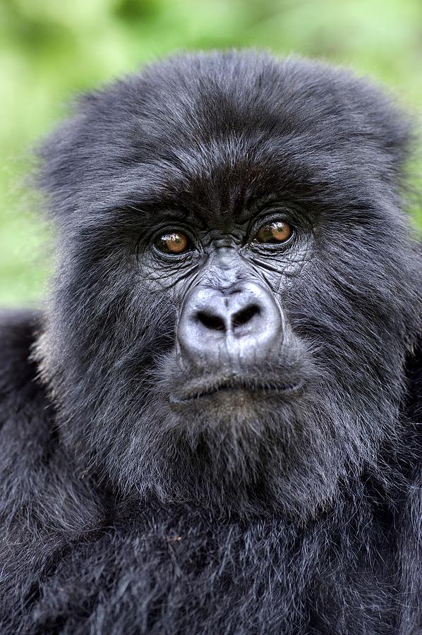 Rwanda Uganda Gorilla Safari