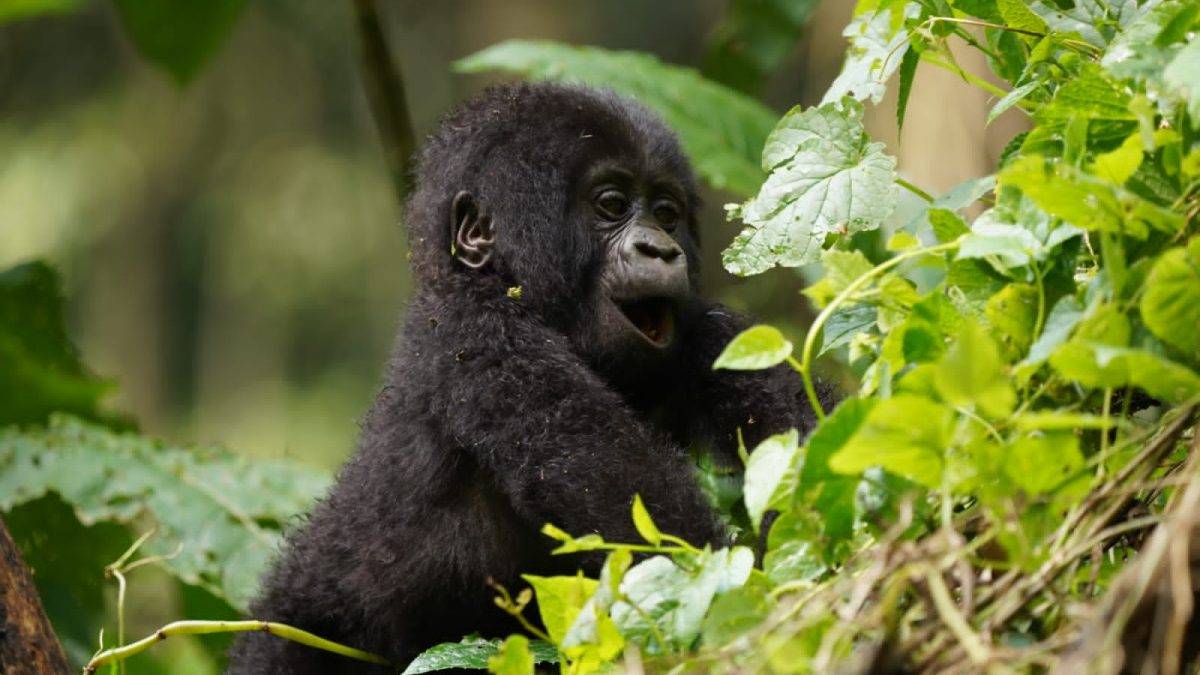 Short Rwanda Safaris