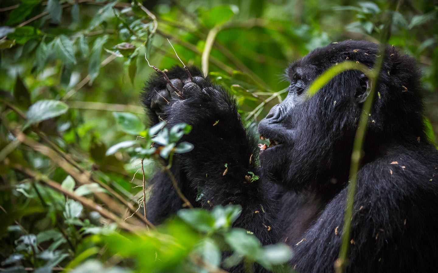 Uganda Gorilla and Chimpanzee Trekking Safari