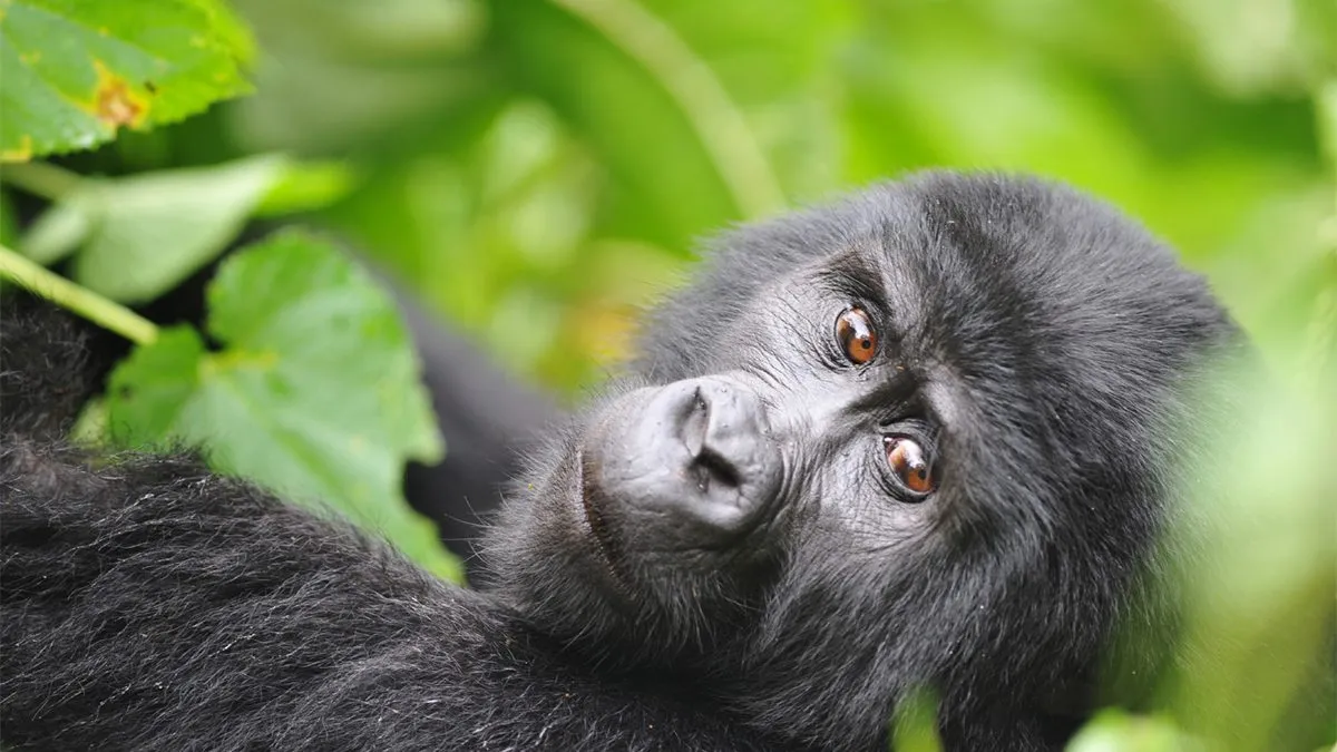 Uganda Gorilla Trekking Safari Experience