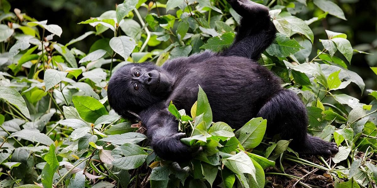 2-Day Rwanda Gorilla Trekking Safari Experience