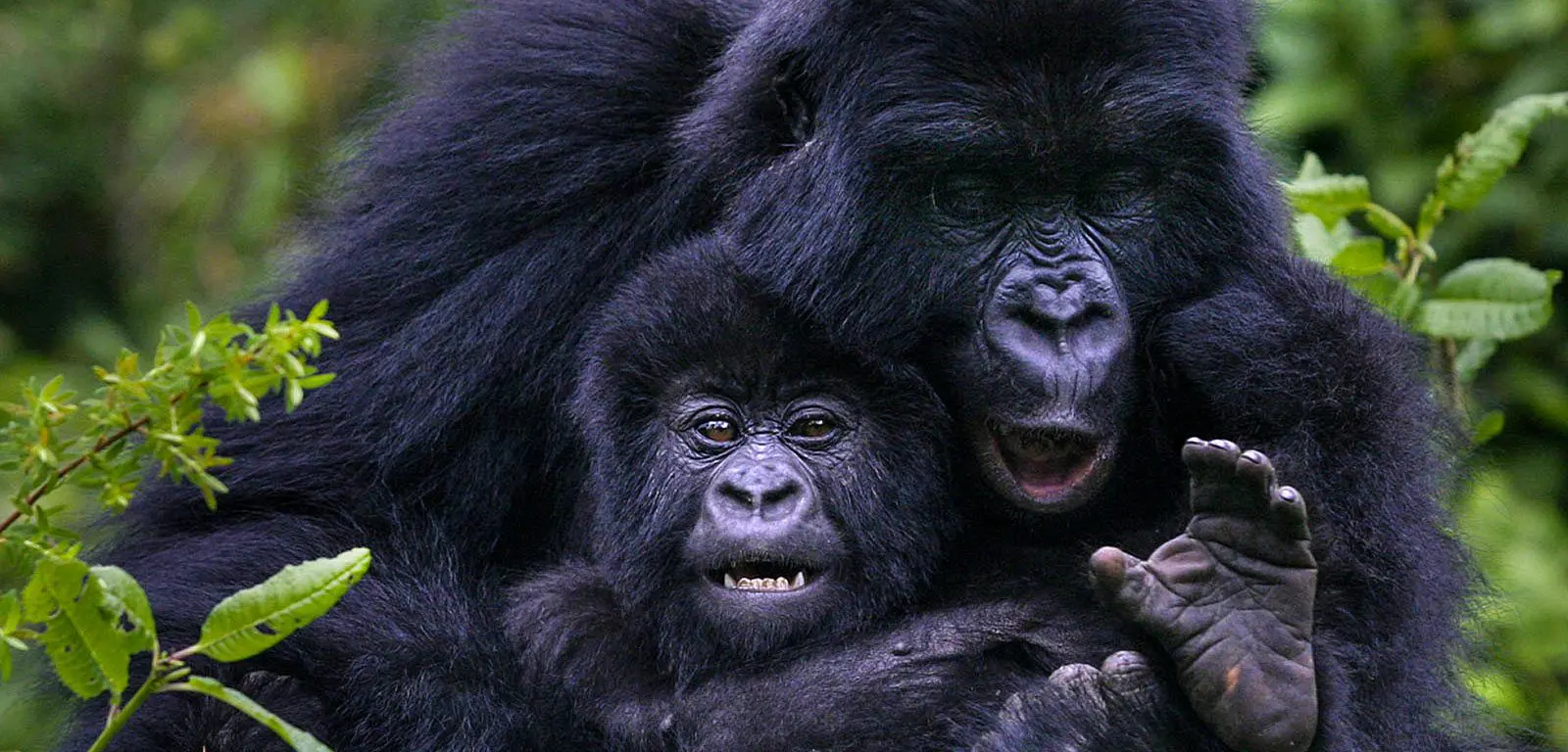 Rwanda Uganda Gorilla Safari