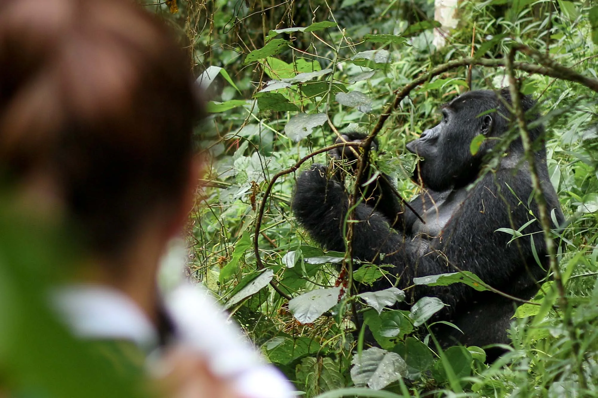 Uganda Wildlife and Gorilla Trekking Safari
