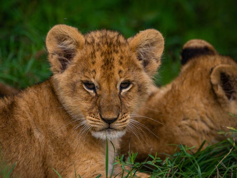 Wildlife Safari to Murchison Falls National Park