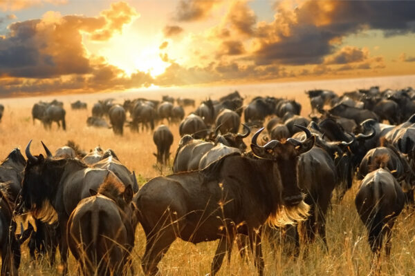 8-Day Tanzania Northern Circuit Safari