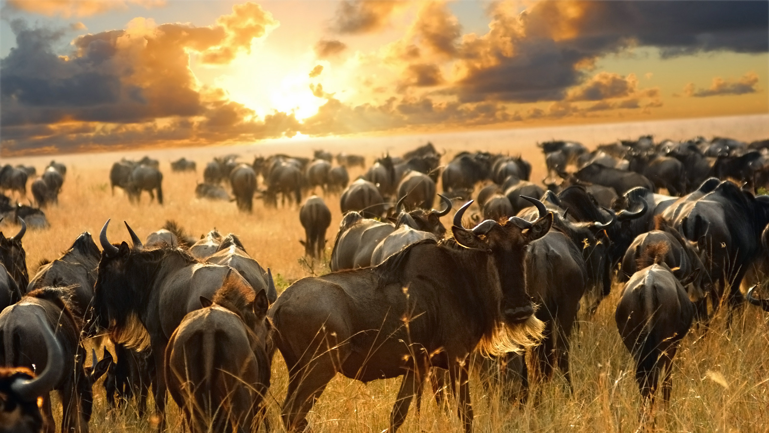 Tanzania Wildlife Safaris