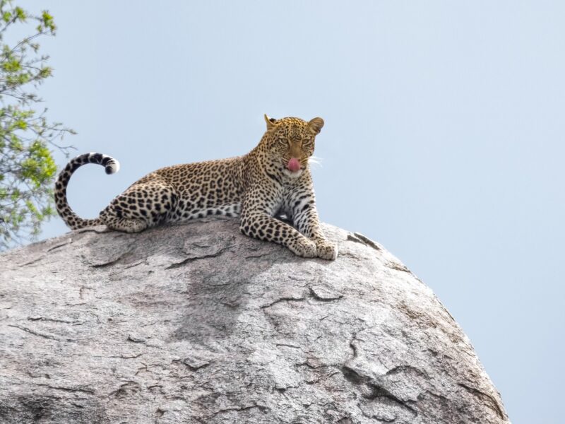 Africa Wildlife Safaris