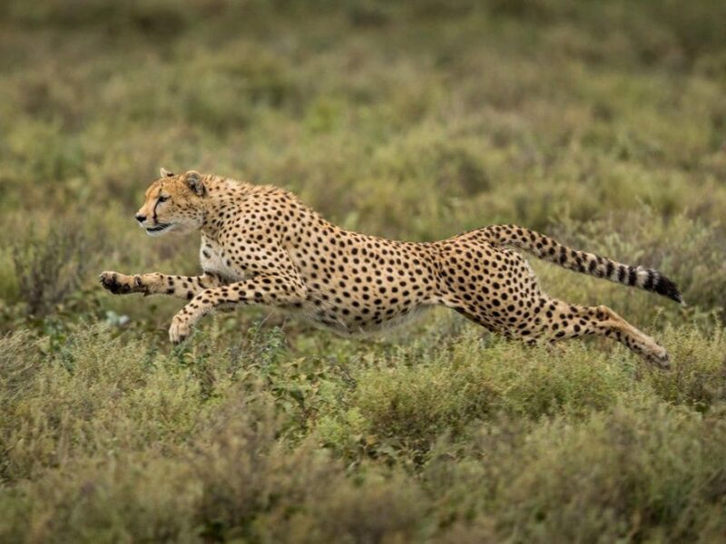 Kenya Wildlife Safari