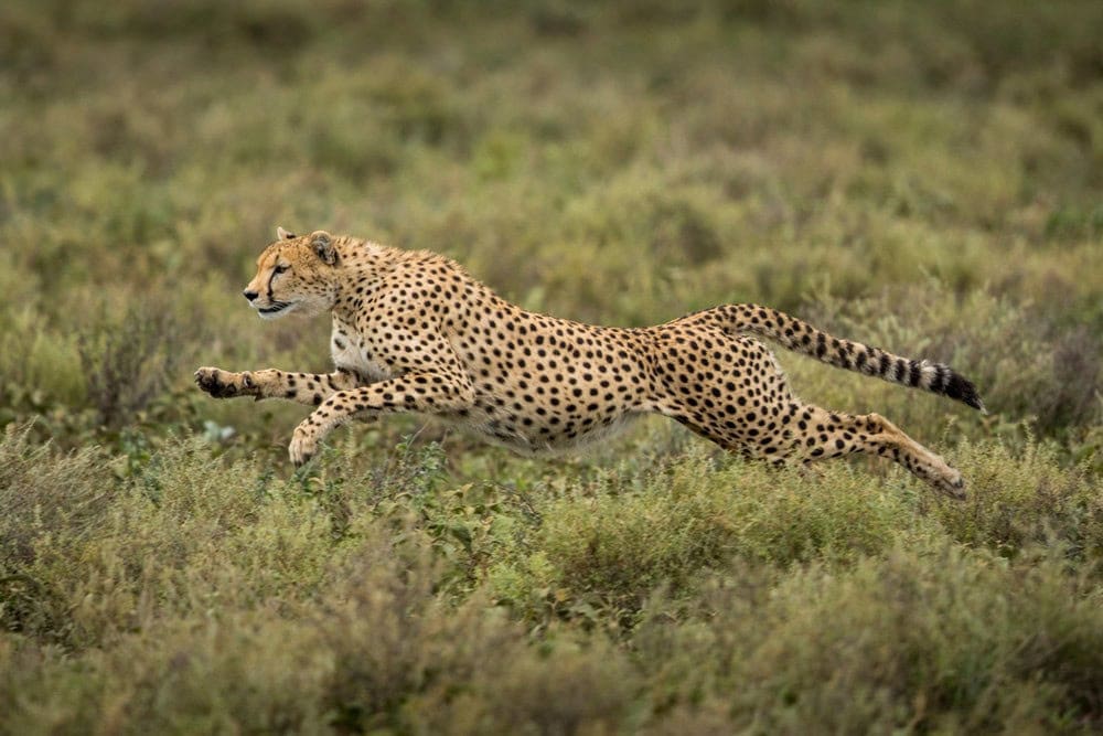Kenya Wildlife Safari