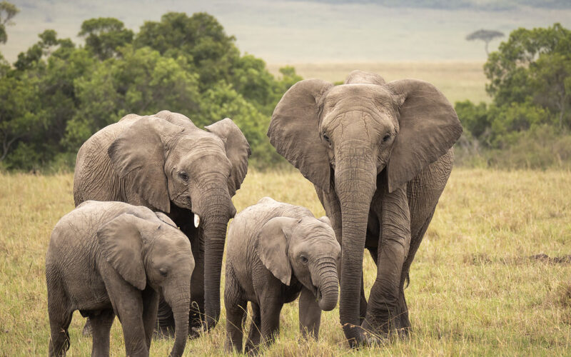 Africa Safari Tours