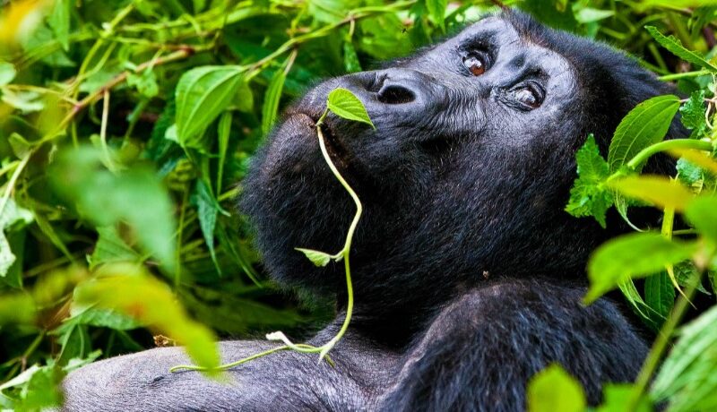 Africa Gorilla Trekking Safaris