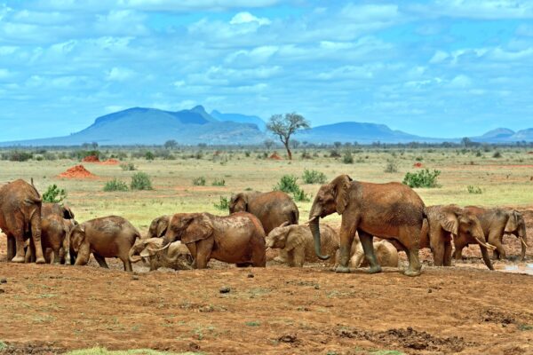 708-Elephants-Tsavo-East-National-Park-in-Kenya-scaled