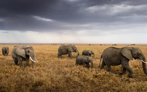 Tanzania Safari Extension
