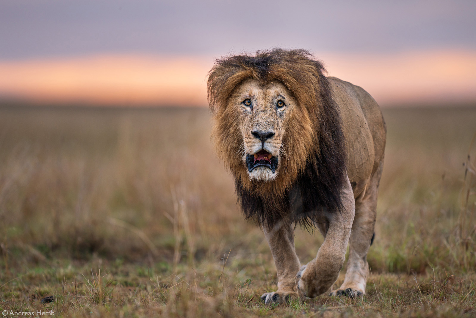 6-Day Roaring Kenya Mid-Range Safari