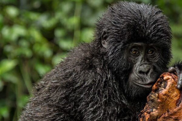 Uganda Gorilla Trekking Safaris
