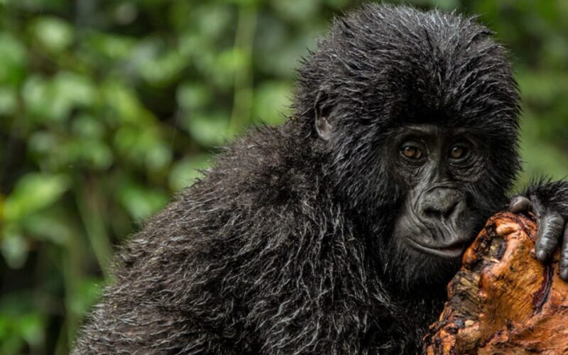 Uganda Gorilla Trekking Safaris
