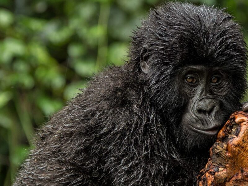 Uganda Gorilla Trekking Safaris