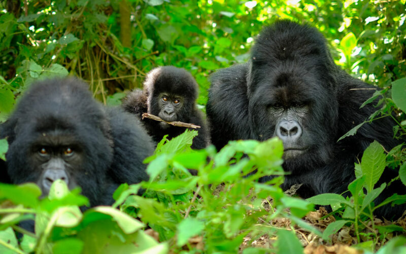 Uganda Gorilla Trekking Safari Experience