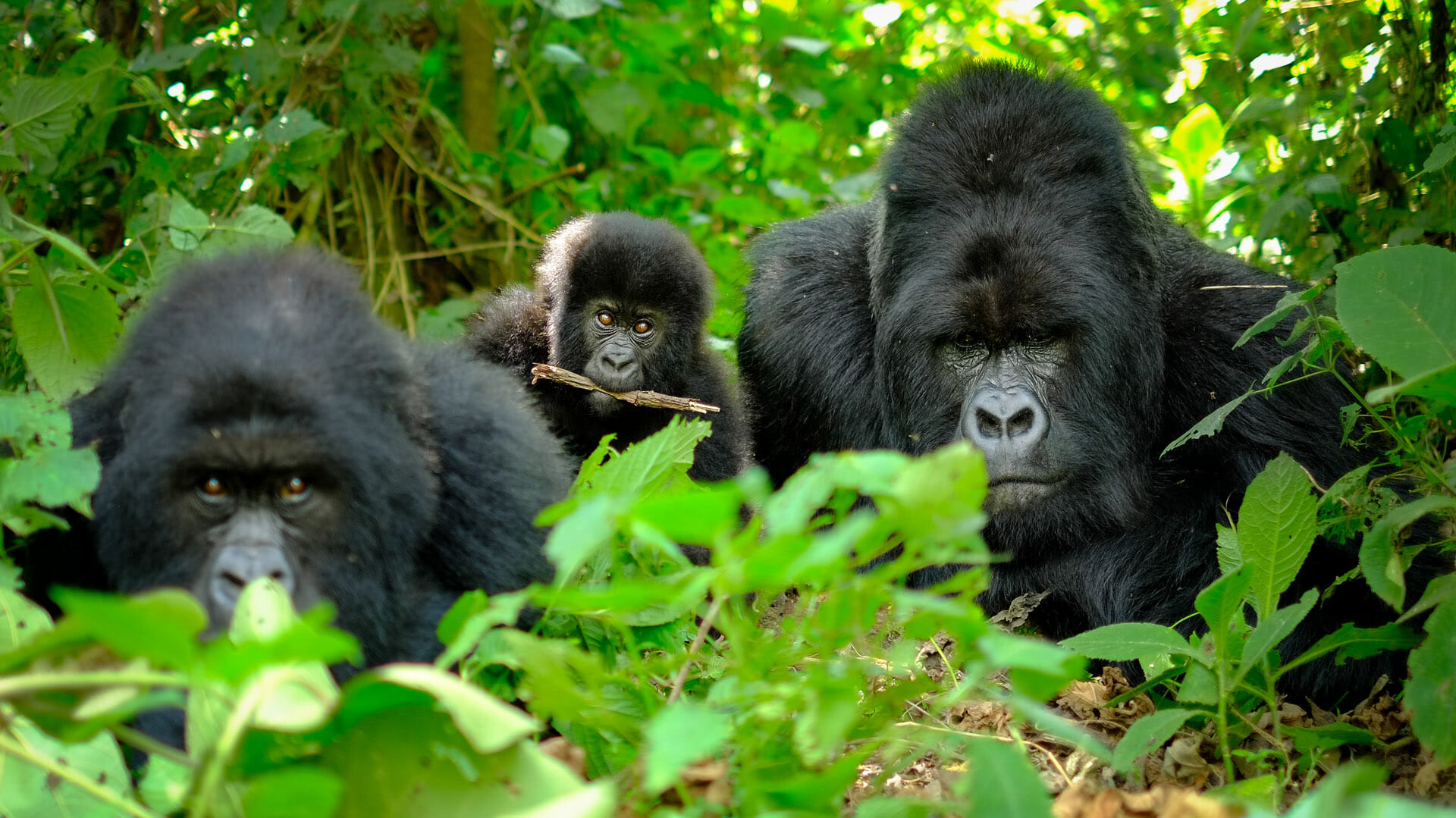 Uganda Gorilla Trekking Safari Experience