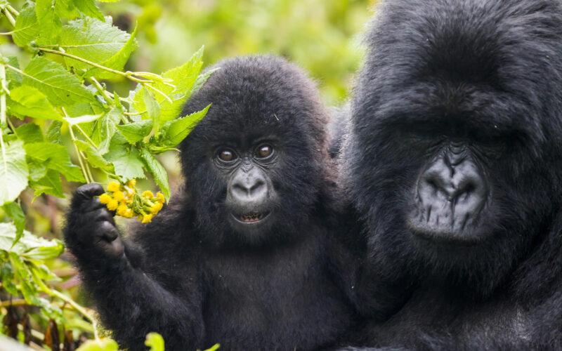 Africa Safaris