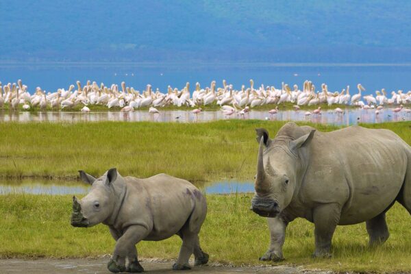 Kenya Wildlife Safaris