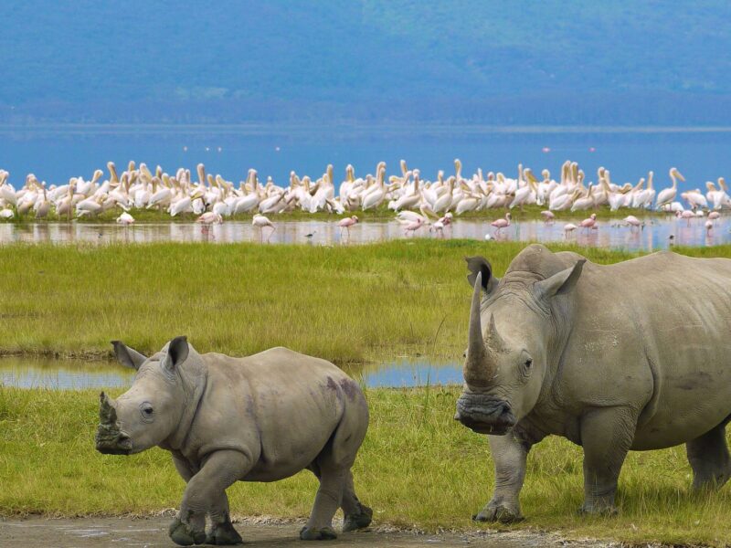 Kenya Wildlife Safaris
