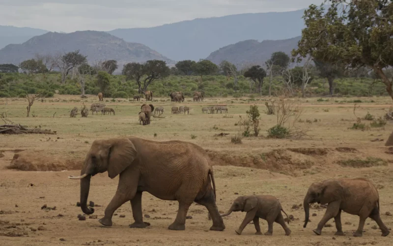 Africa Safari Tours
