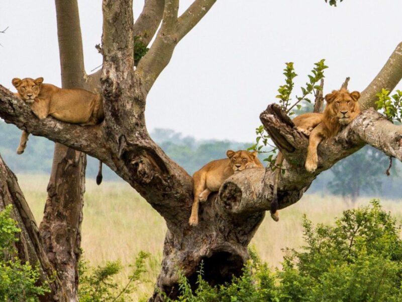 Africa Wildlife Safaris