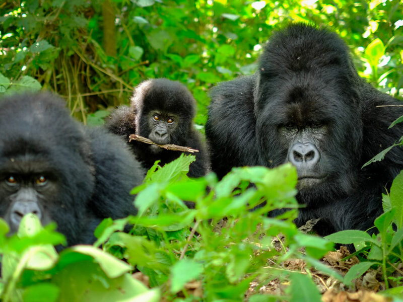 Africa Gorilla Trekking Safaris