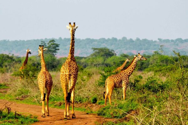 akagera-nationalpark
