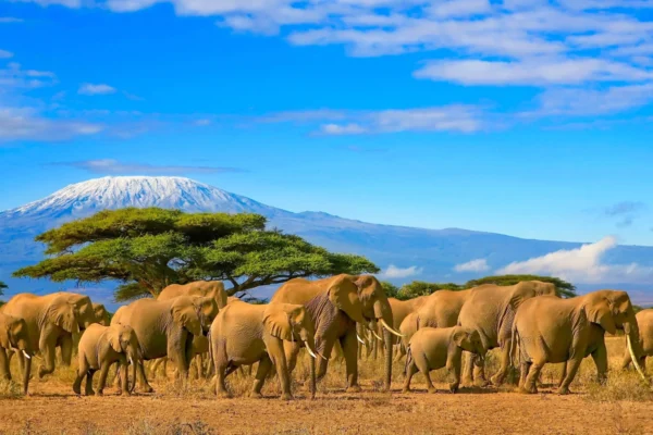 amboseli