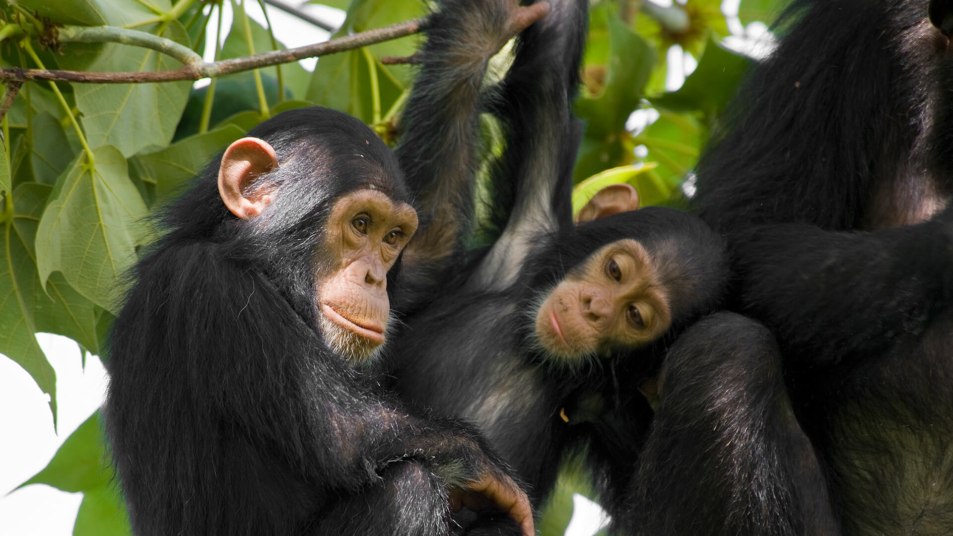 Uganda Chimpanzee and Gorilla Trekking Adventure