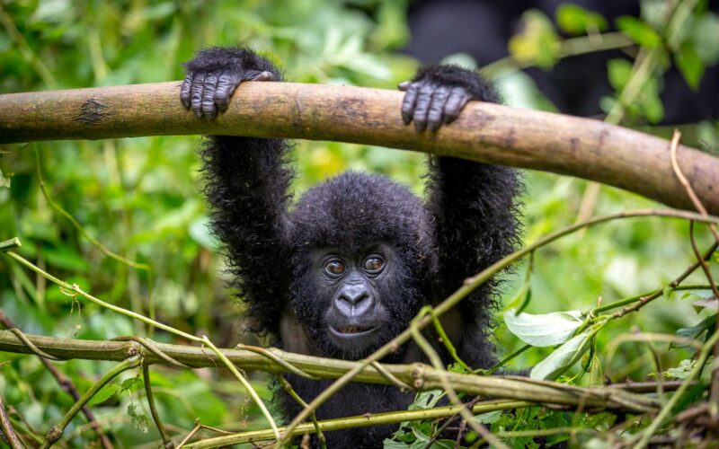 Rwanda Uganda Double Gorilla Trekking Safari