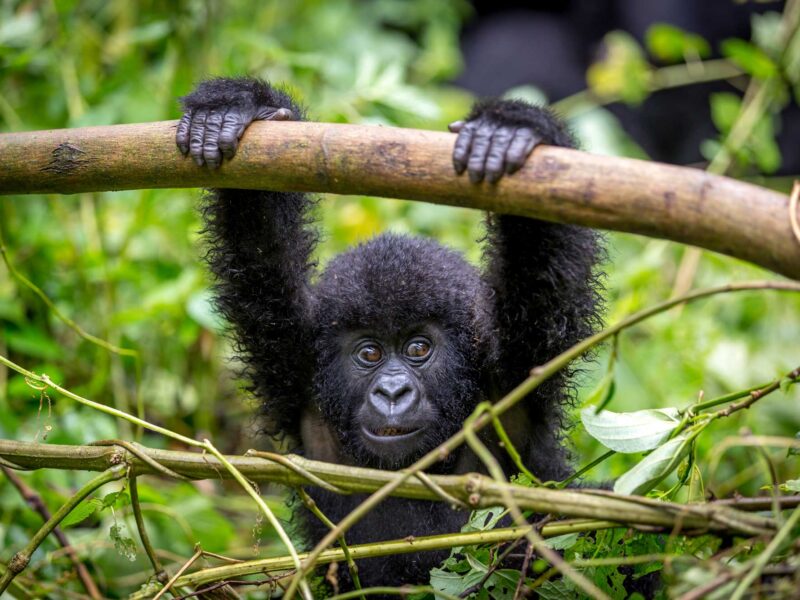 Rwanda Uganda Double Gorilla Trekking Safari