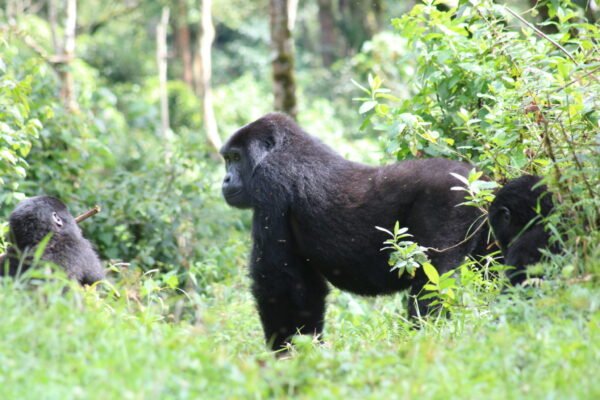 bwindi