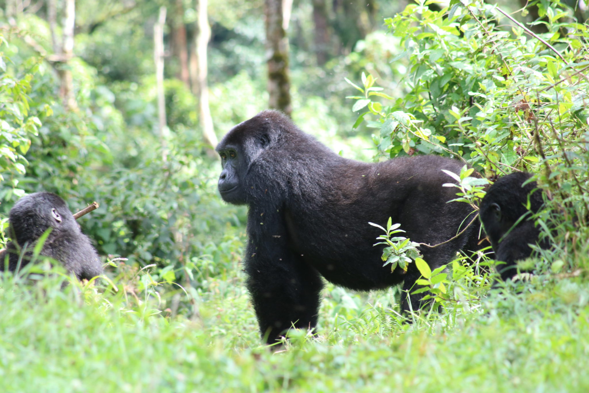 Bwindi Impenetrable National Parks