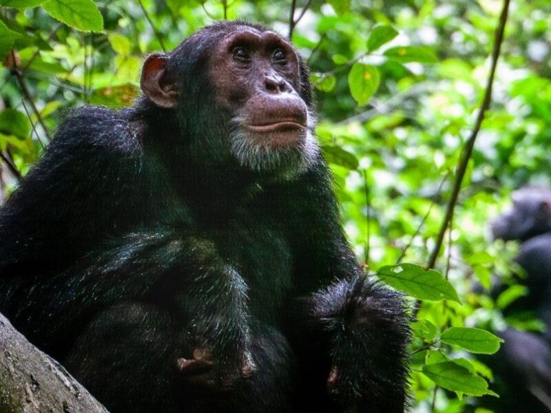 Uganda Gorilla and Chimpanzee Trekking Safari