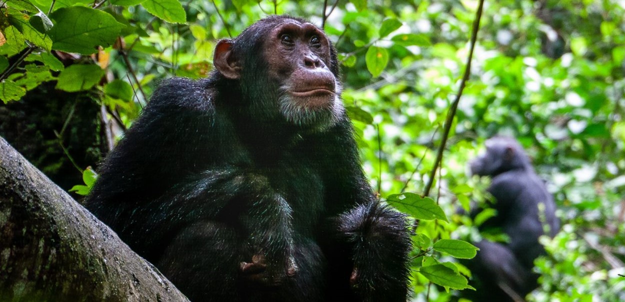 Uganda Gorilla and Chimpanzee Trekking Safari