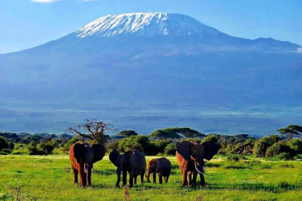 elephants_kili