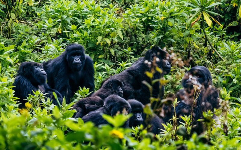 Rwanda Gorilla Safaris