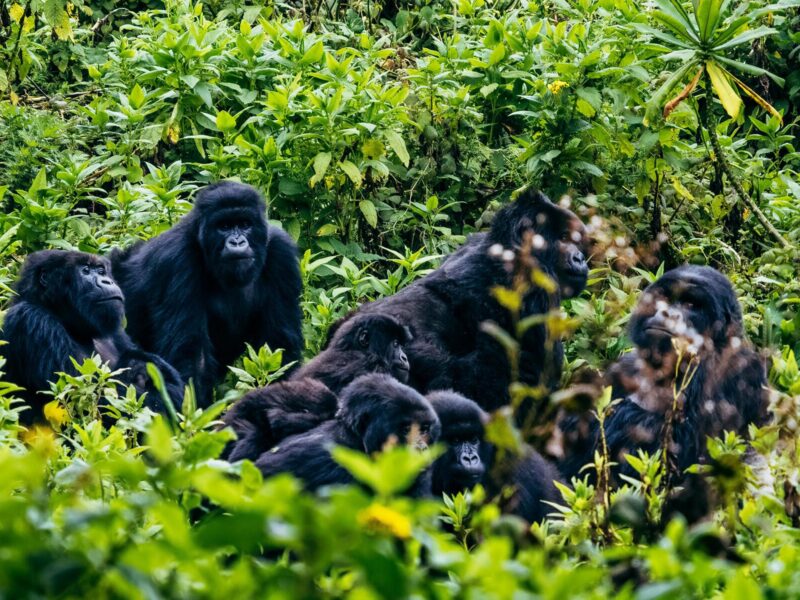 12-Day Uganda Wildlife & Gorilla Safari