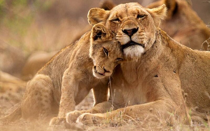 Africa Safari Tours
