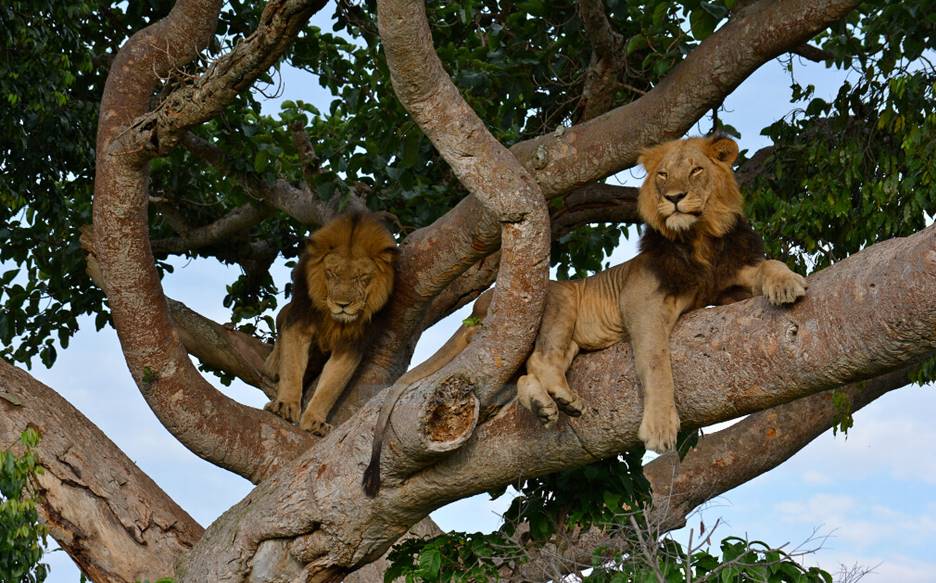 2-Day Queen Elizabeth Uganda Wildlife Safari
