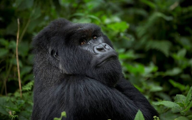 Uganda Gorilla Trekking Safari Experience