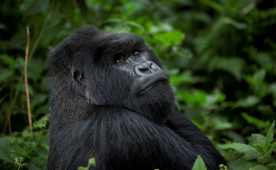 Uganda Gorilla Trekking Safari Experience