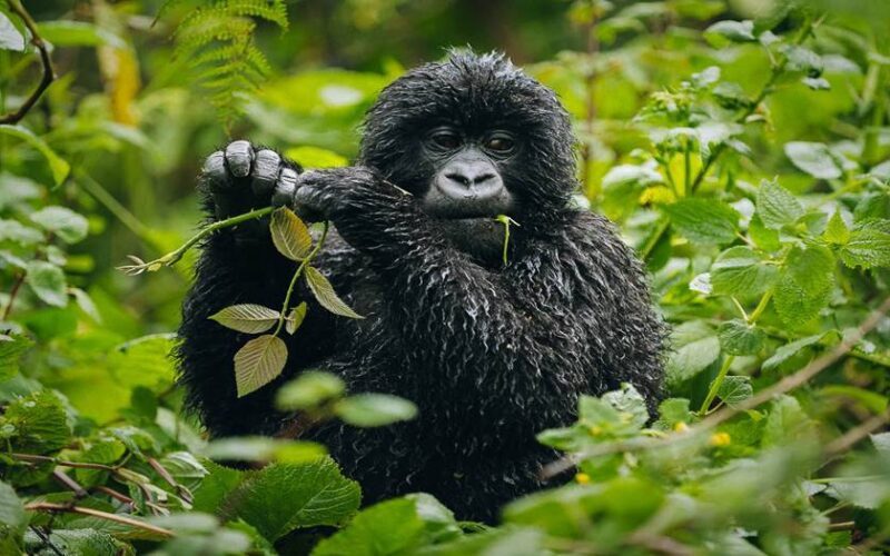 Rwanda Gorilla Trekking Safari