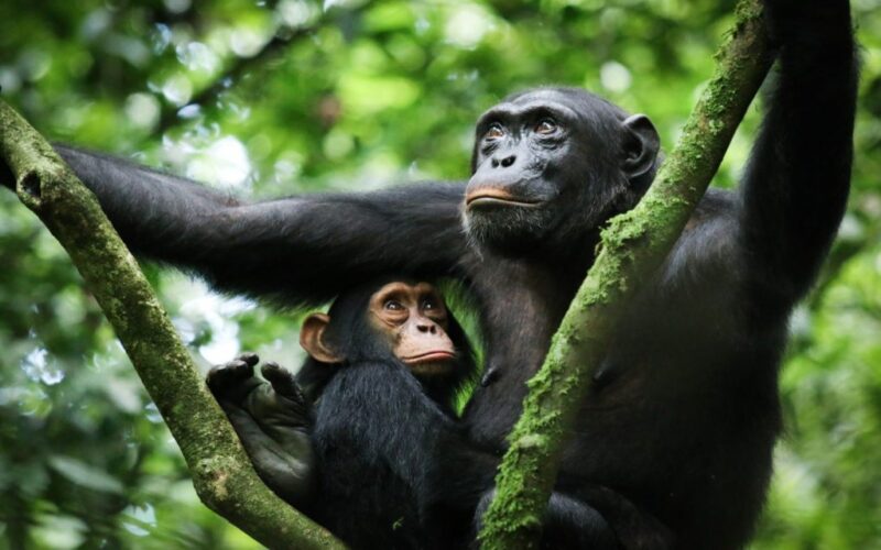 Rwanda Wildlife Safaris