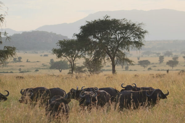 kidepo-valley-national-park5