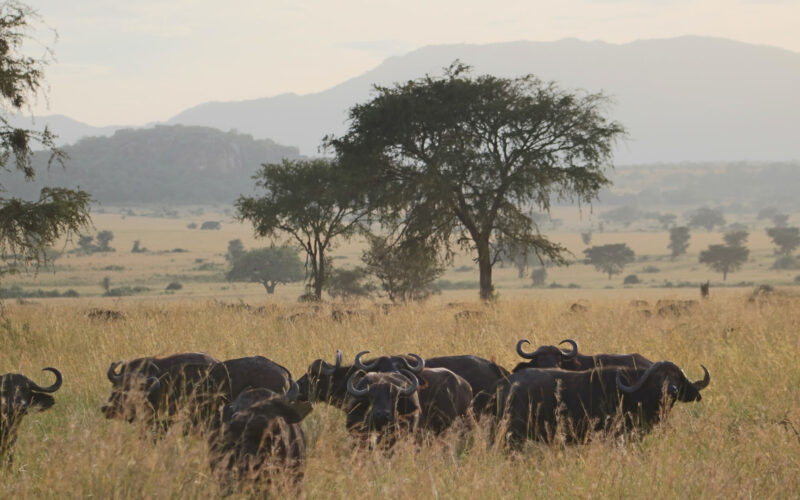 Africa Safari Tours