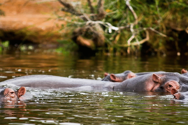 lake-mburo-park-1